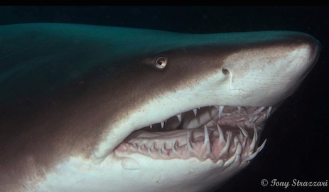 "Looking Glass" and Grey Nurse shark dives